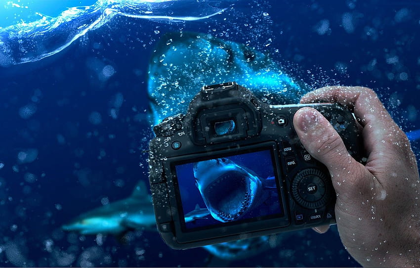 Water, shark, the camera, the water level , section фантастика, camera off HD wallpaper