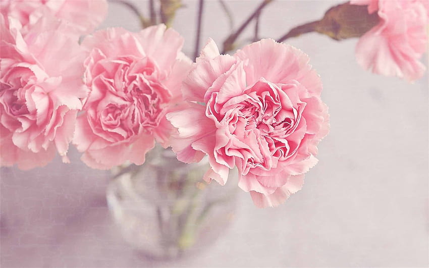 Flores de cravo rosa claro MacBook Pro, macbook estético de flores de primavera papel de parede HD