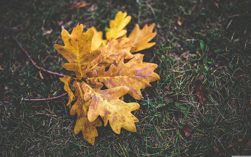 Fall Oak Leaves ❤ for Ultra, falling oak leaves HD wallpaper