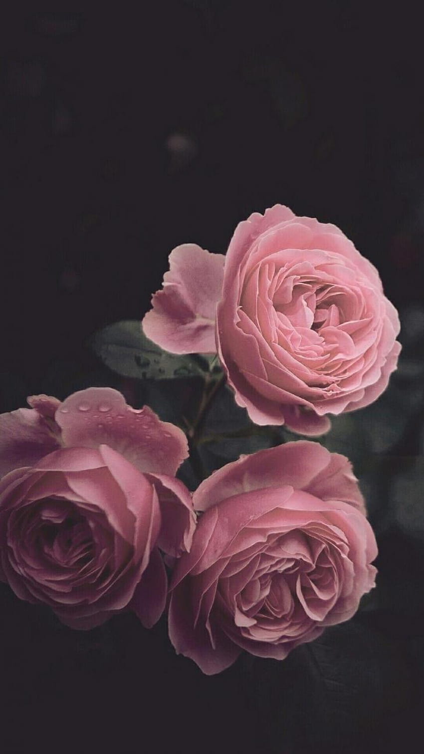 Online Dictionary :: dark aesthetic rose, black aesthetic rose HD phone wallpaper