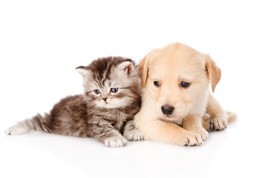 Anjing Dan Kucing Resolusi Kualitas Tinggi Untuk, anak anjing dengan kucing Wallpaper HD