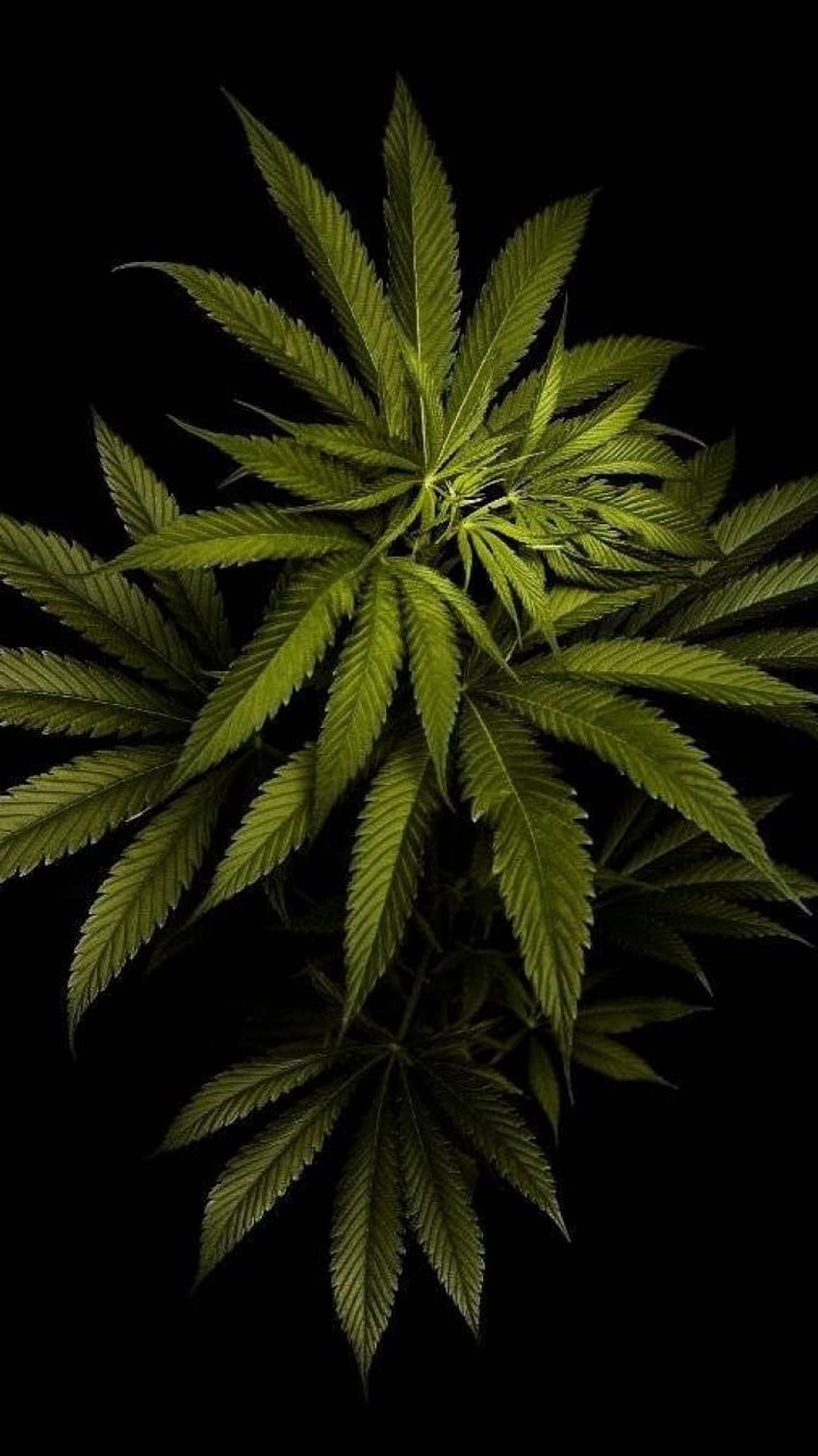 marijuana leaf iphone HD phone wallpaper