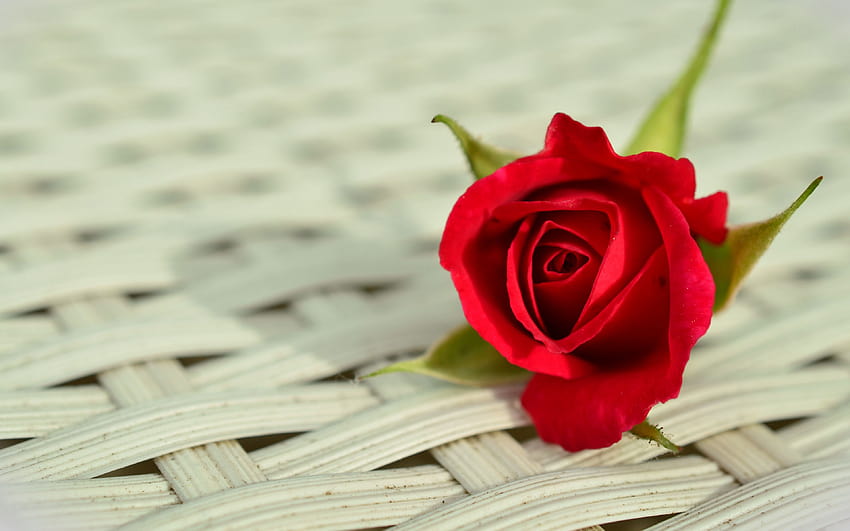 Ultra Rose, rose propose HD wallpaper