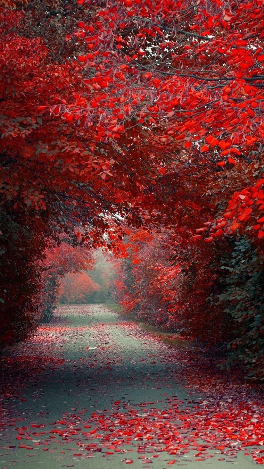 : Autumn, Red, Leaves, Road, Iphone, Iphone, iphone spring abstract HD ...
