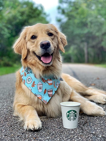 what is the puppy drink at starbucks