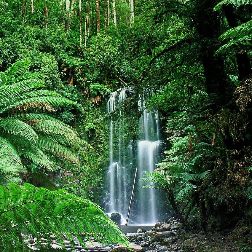 Lasy Tropikalne Australii, leśny raj Tapeta na telefon HD