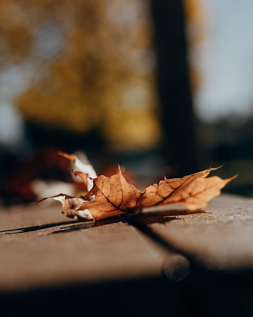 macro shot di foglie secche – Italia, foglia secca Sfondo del telefono HD