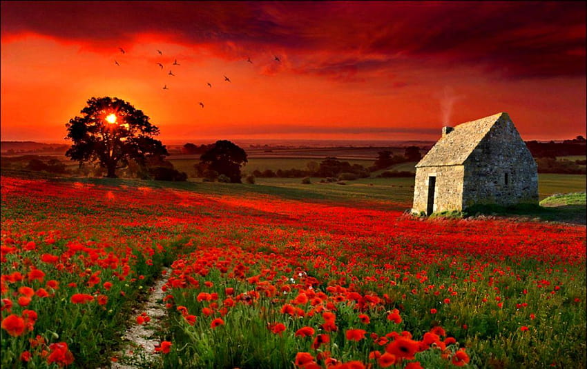 Poppies Red Flowers Field Nature, poppy fields at sunset HD wallpaper