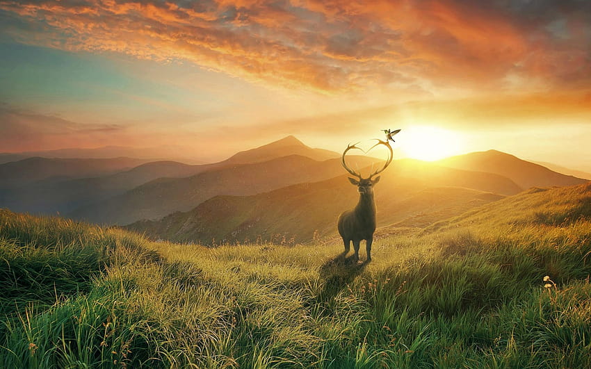 2560x1600 Deer, Field, Sunset, Mountain, Scenic, deer field HD wallpaper