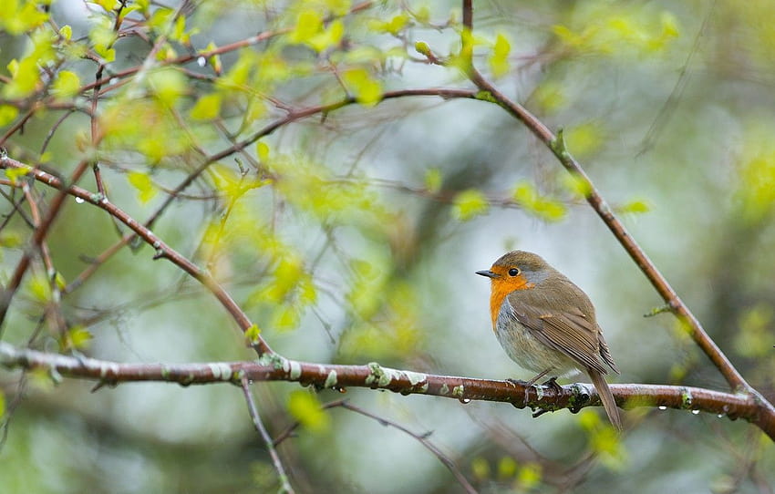 greens, branches, background, tree, bird, spring, leaves, spring robins HD wallpaper