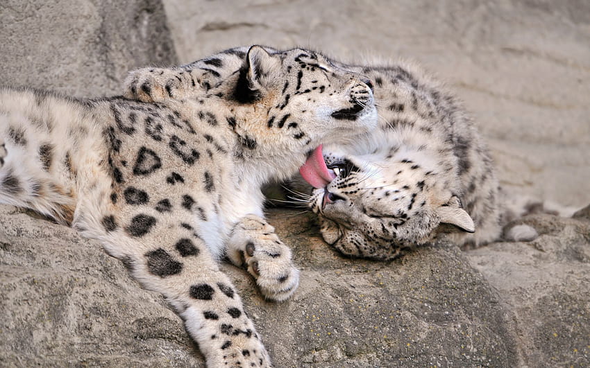 Kar Leoparı Yavrusu Çift Bakımı, kar leoparı sevgisi HD duvar kağıdı