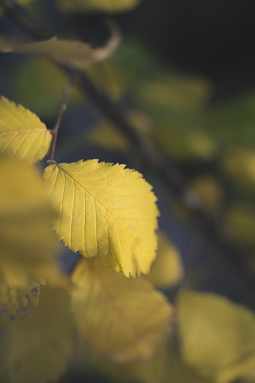 노란 잎, 연두색 잎 HD 전화 배경 화면