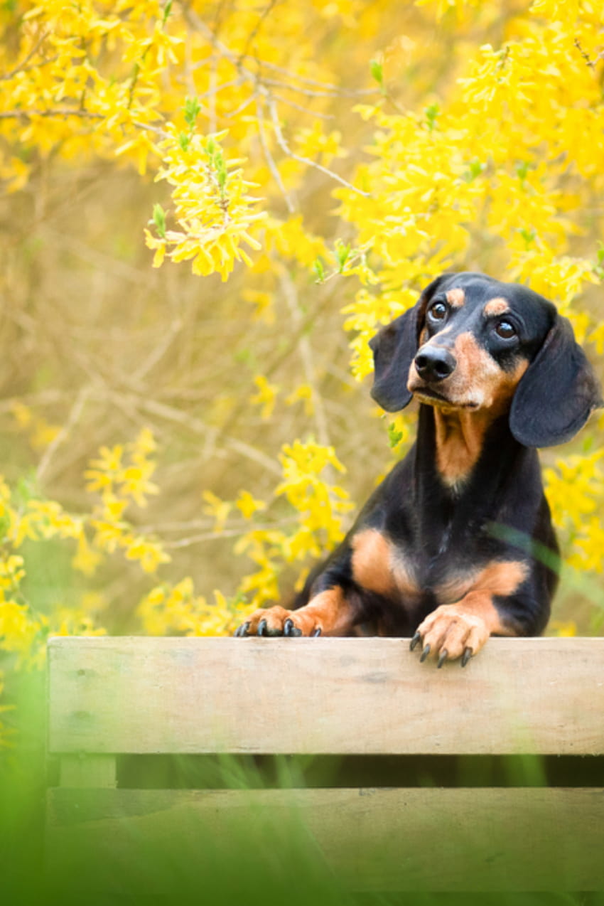 Short hair in spring. Dog in front of yellow flowers, spring dachshund puppies HD phone wallpaper