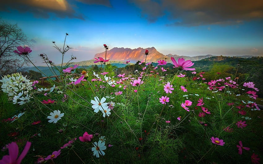kraj, przyroda, kwiaty, góry, zachód słońca, krzewy, chmury, wiosna, Tajlandia / i mobilne tła, zachód słońca na wiosnę Tapeta HD
