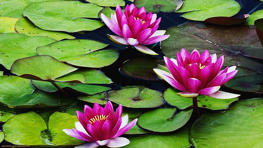 Lotus Lake, mix di rose di loto Sfondo HD