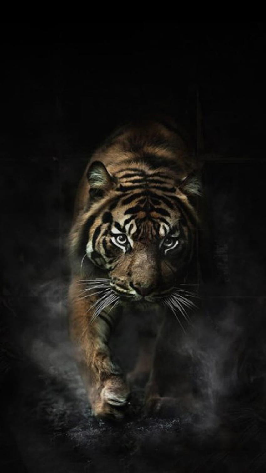 Tiger Changer für Android, harimau HD-Handy-Hintergrundbild