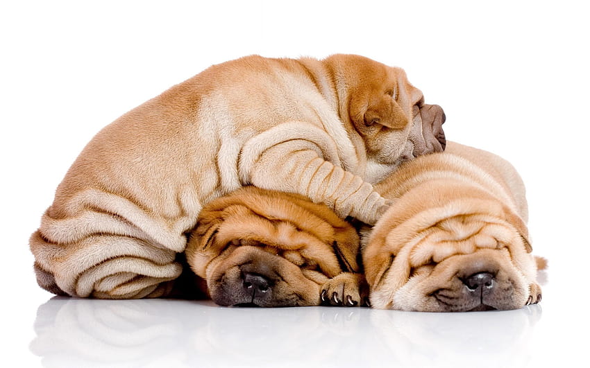 Eyes Face Puppy Shar Pei Sleepy Wallpaper Background Best Stock Photos -  Image ID 156123 | TOPpng