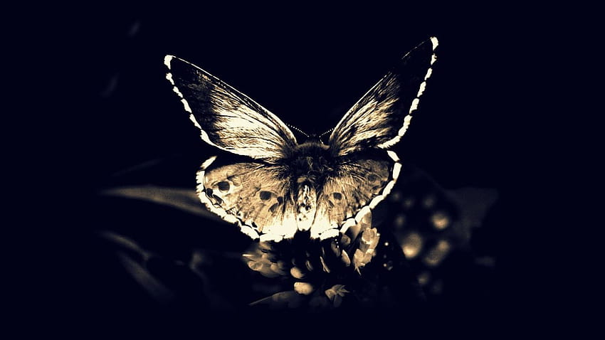 두개골 죽음 파리 고딕 어둠 나방 나비 날개 나비, 나비 및 나방 HD 월페이퍼
