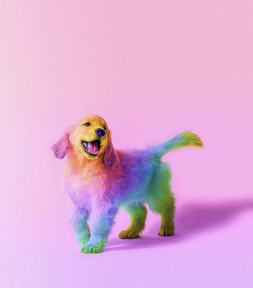 Rainbow Dog, rainbow puppies HD phone wallpaper
