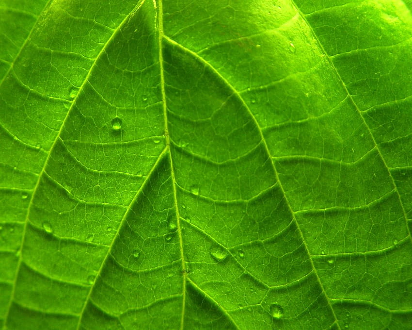Tanaman Windows 7 Green Vivid Leaf Wallpaper HD