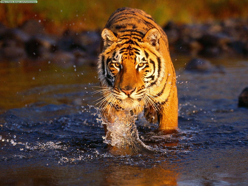 Sundarban, sunderbans milli parkı HD duvar kağıdı