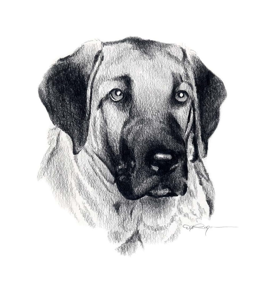Drawn Anatolian Shepherd Dog and . Beautiful, dog drawings HD phone wallpaper