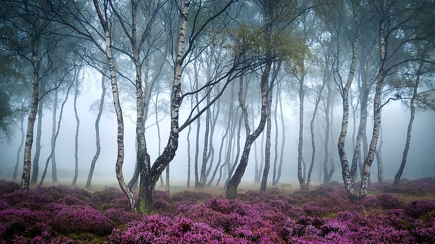 Stanton Moor, , Peak District, Reino Unido, Bosque, flores silvestres, niebla, Naturaleza fondo de pantalla
