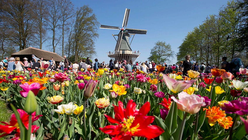 The 'Garden of Europe' is in full bloom in The Netherlands, tulip bulb farm HD wallpaper