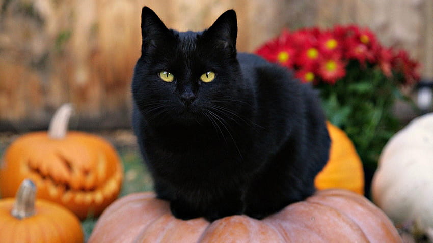 Cute Cat Halloween, black kitten and halloween pumpkins HD wallpaper