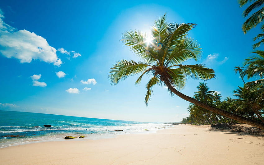 Beach Coconut Tree 20463 HD wallpaper | Pxfuel