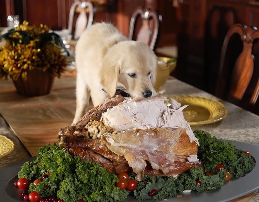 Thanksgiving Puppy Dinner, thanksgiving pet HD wallpaper