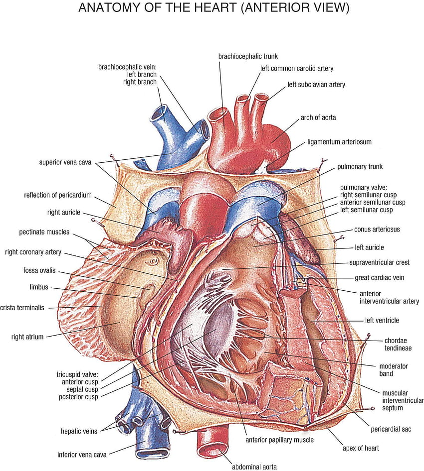 Kalbin İç Yapısı Gerçek Gerçek İnsan Kalbi HD telefon duvar kağıdı