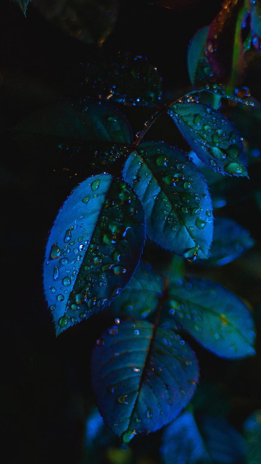 938x1668 leaves, drops, close, blue leaf iphone HD phone wallpaper