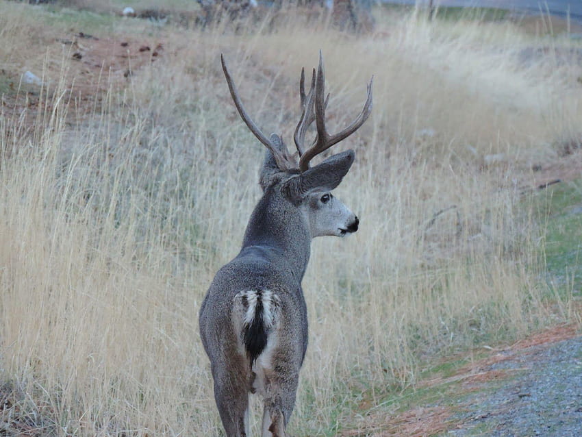 Hunts 4 Two, blacktail deer HD wallpaper