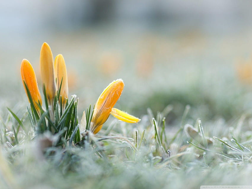 Early Spring, first spring flowers HD wallpaper