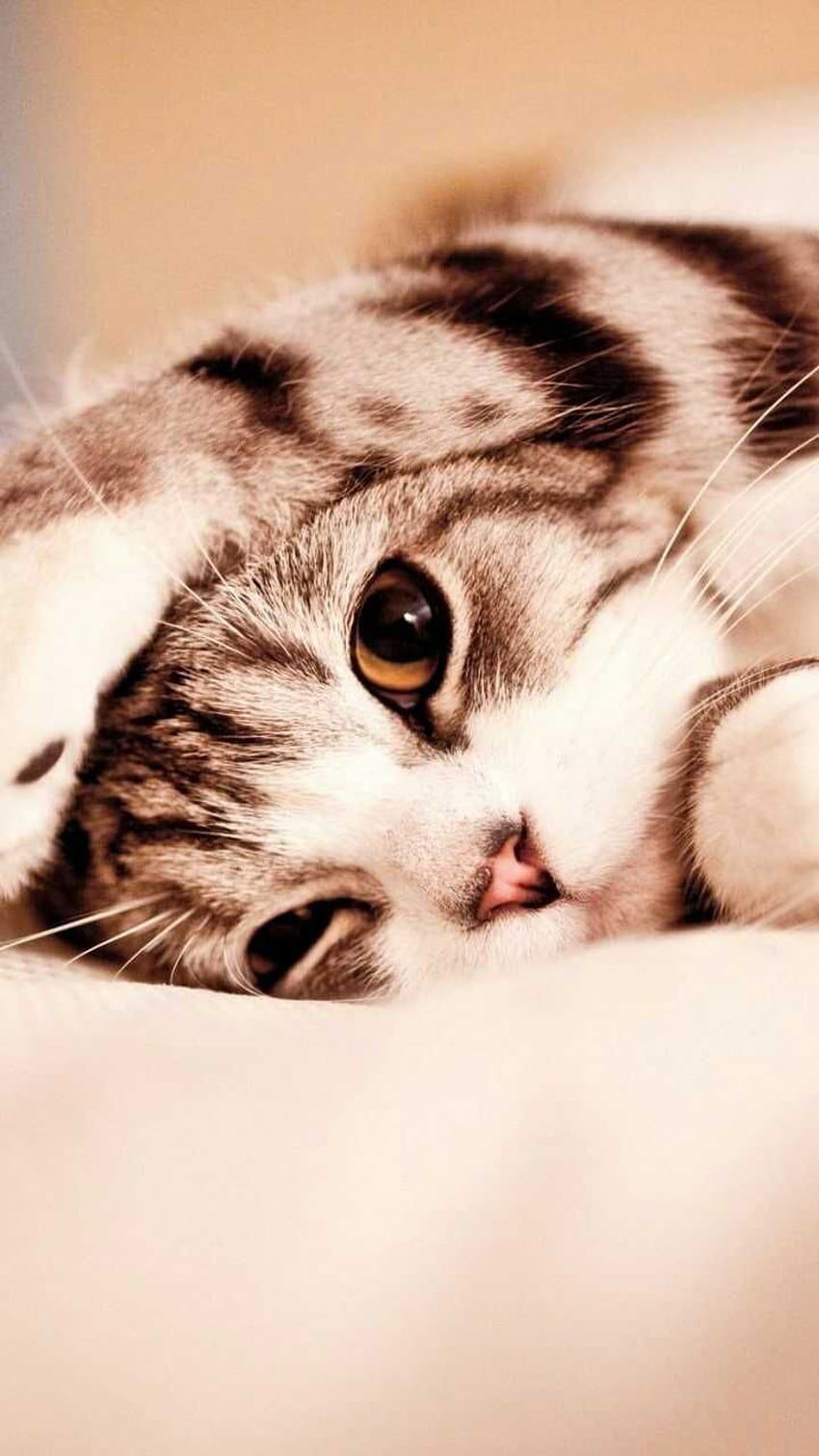 Pin on Animals, cat phone cute HD phone wallpaper | Pxfuel