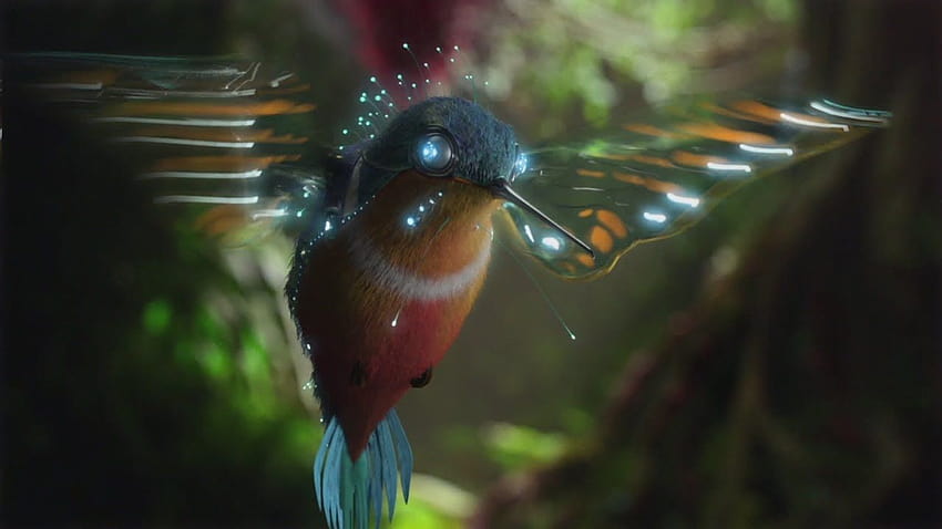 Ultra demo video hummingbird Samsung, humming birds HD wallpaper