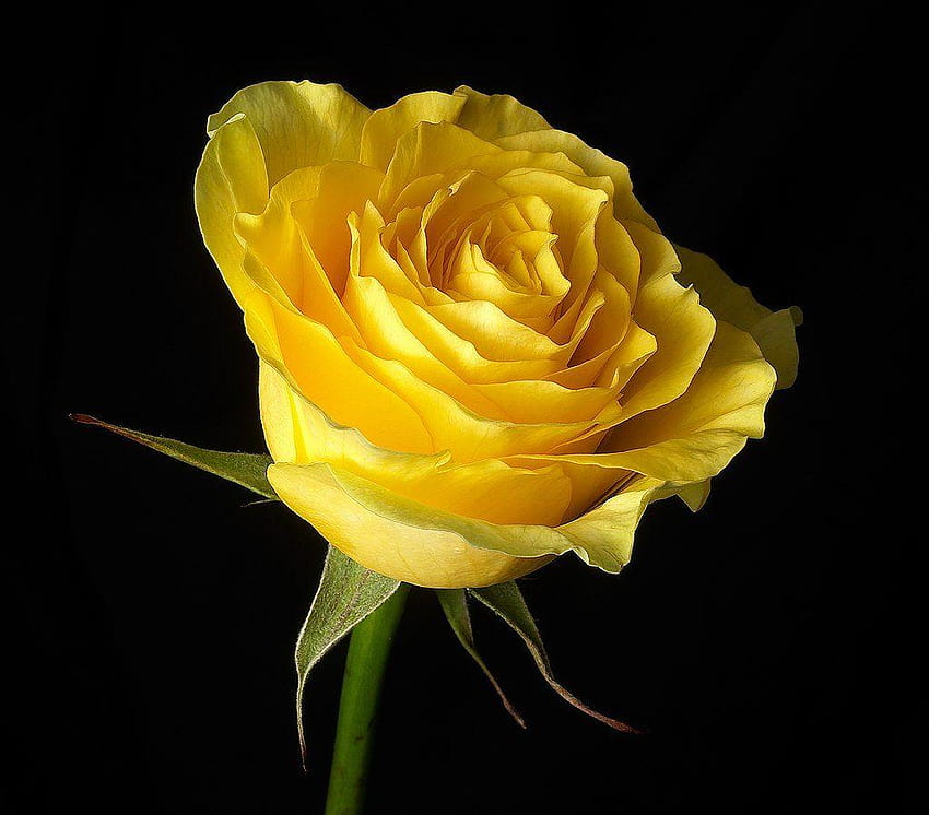 : Yellow Rose, single yellow rose HD wallpaper