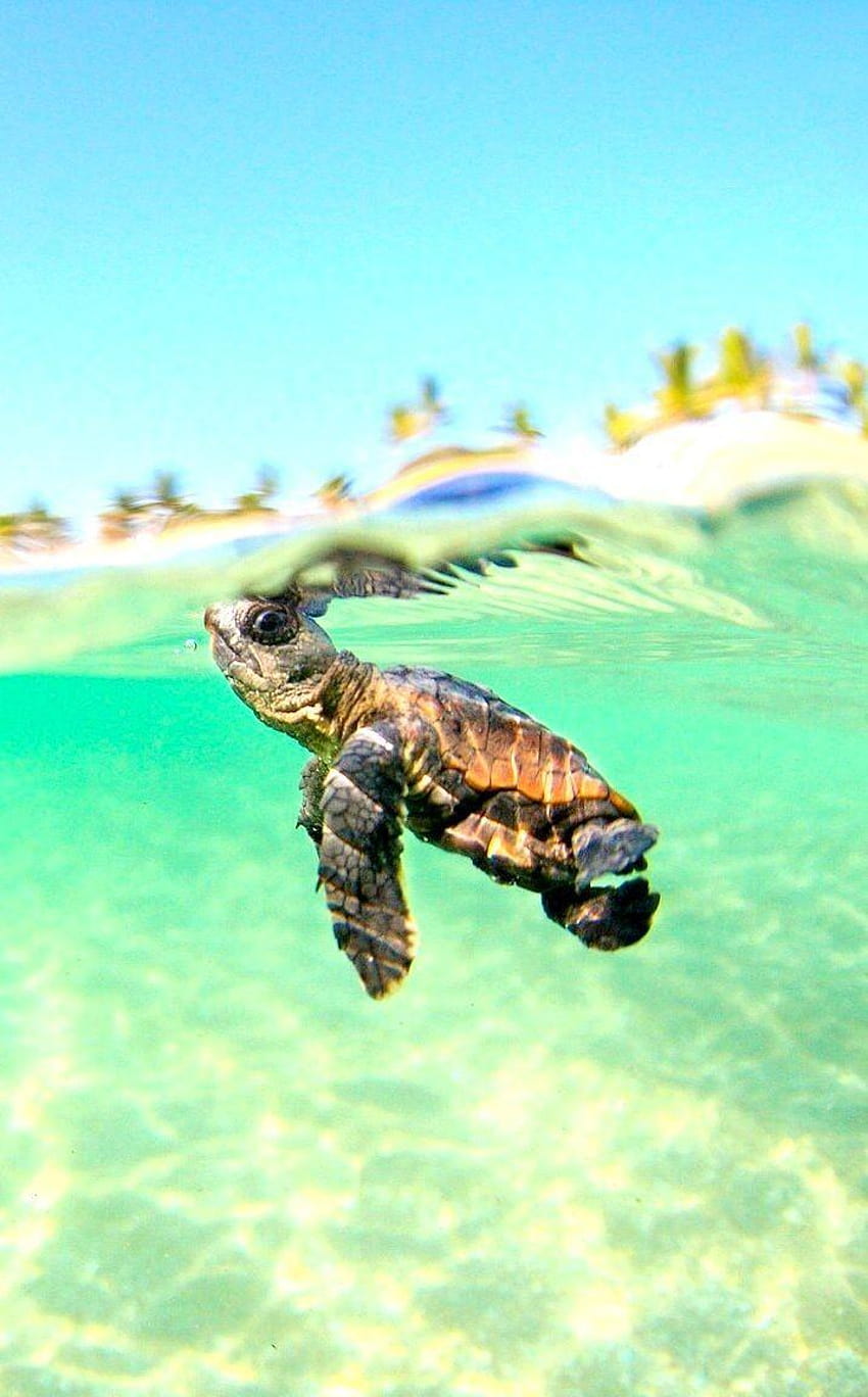 cute baby sea turtle wallpaper