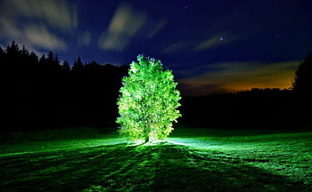 Hit the Lights! Light Pollution's Negative Impact on Urban Trees