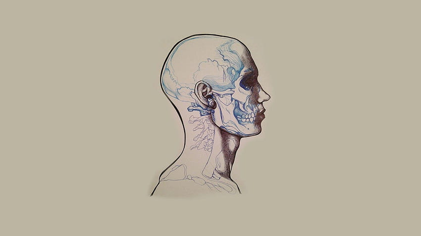 1920x1080 Anatomy Drawing PC and Mac, human anatomy HD wallpaper | Pxfuel