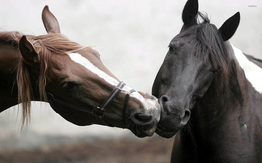 Horses, mare animal HD wallpaper