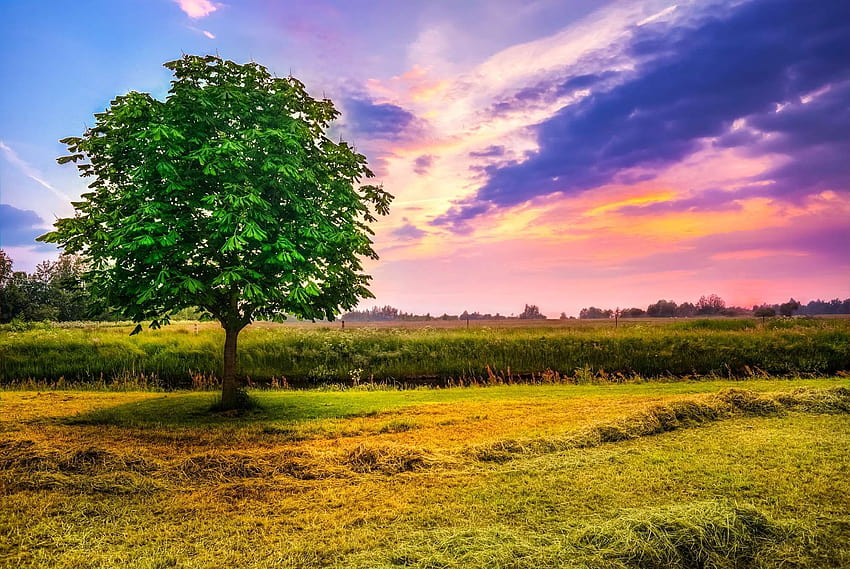 beautiful, chestnut tree, clouds, country, countryside, farm, sunset sky clouds field trees horizon HD wallpaper