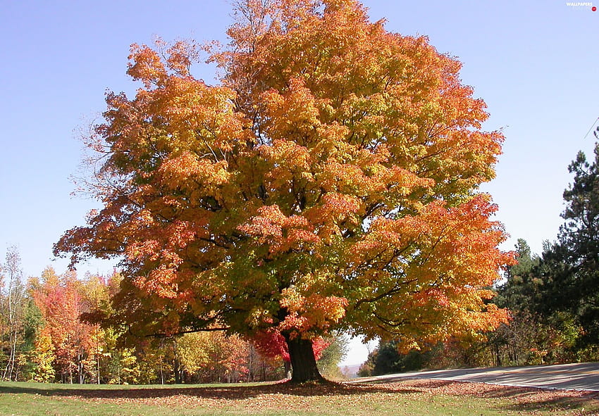 oak, autumn, wayside HD wallpaper