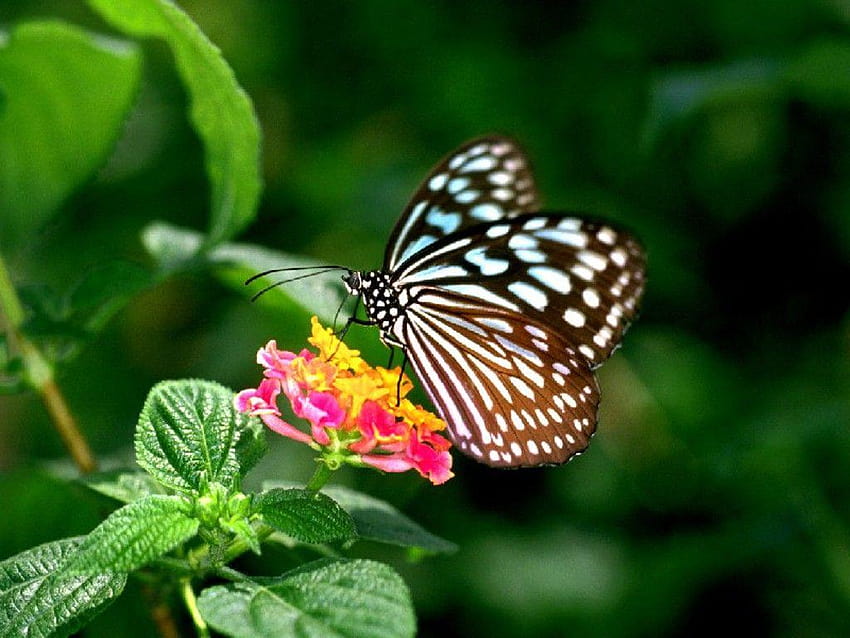 nature flowers, types of butterflies HD wallpaper