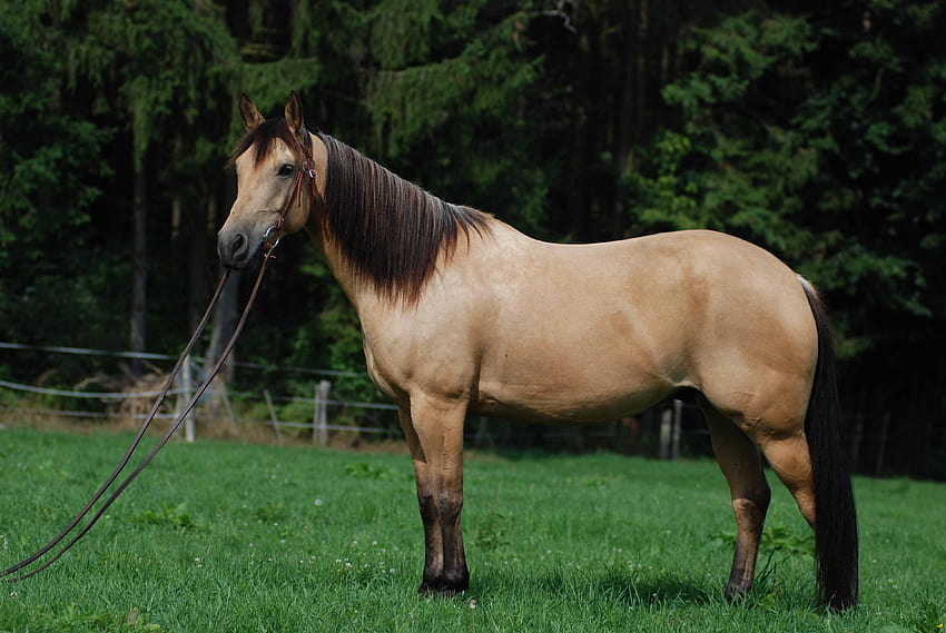 Brown Horse Stand In Green Ground Backgrounds, buckskin horse HD wallpaper