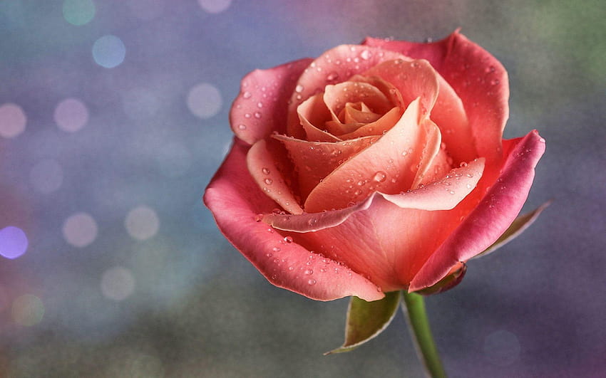 Single Pink Rose, single rose HD wallpaper