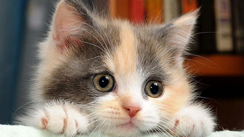 Kittens calico kittens and backgrounds, calico cat HD wallpaper