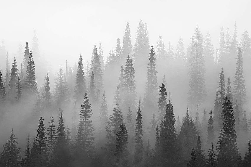 Forêt brumeuse en noir et blanc murale Fond d'écran HD