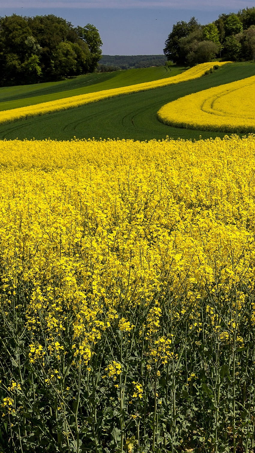Żółte kwiaty, rzepak, lato 1080x1920 iPhone 8/7/6/6S Plus, żółte pole rzepaku Tapeta na telefon HD